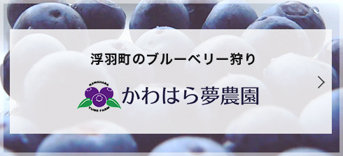 浮羽町のブルーベリー狩り かわはら夢農園
