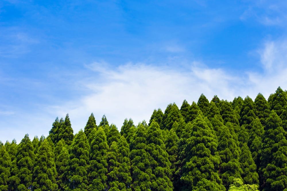 九州三大美林のひとつ「日田杉」